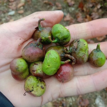贵州绿茶茶叶果茶叶籽