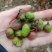 贵州绿茶茶叶果茶叶籽