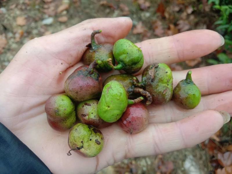 贵州绿茶茶叶果茶叶籽