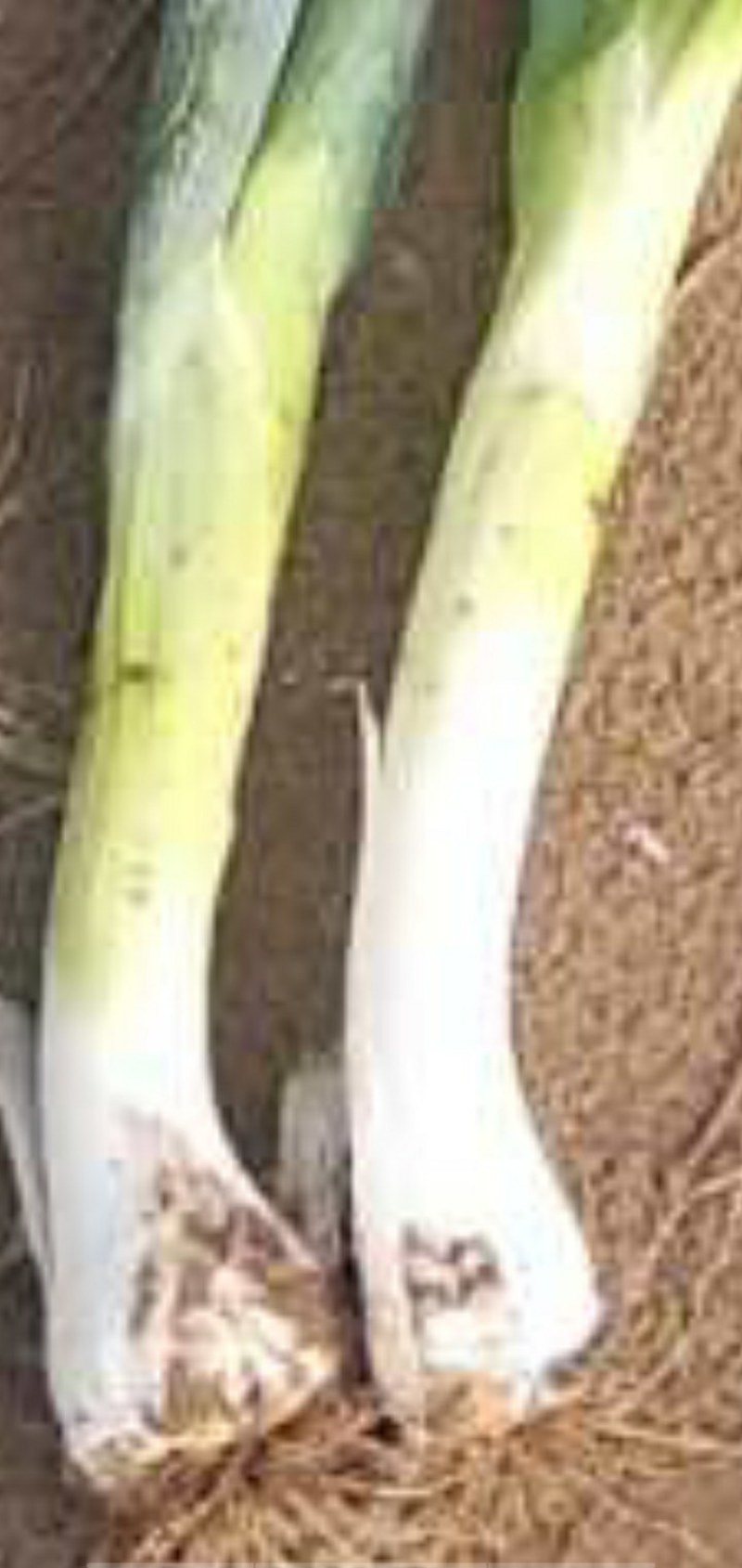 大葱毛葱鸡腿，高白大葱3cm左右30~40cm