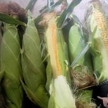 芜湖本地水果玉米，大量上市品质口感一级发往全国各
