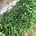 江苏优质卫矛卫矛苗卫矛球苗圃基地直发现挖现卖可视频看货