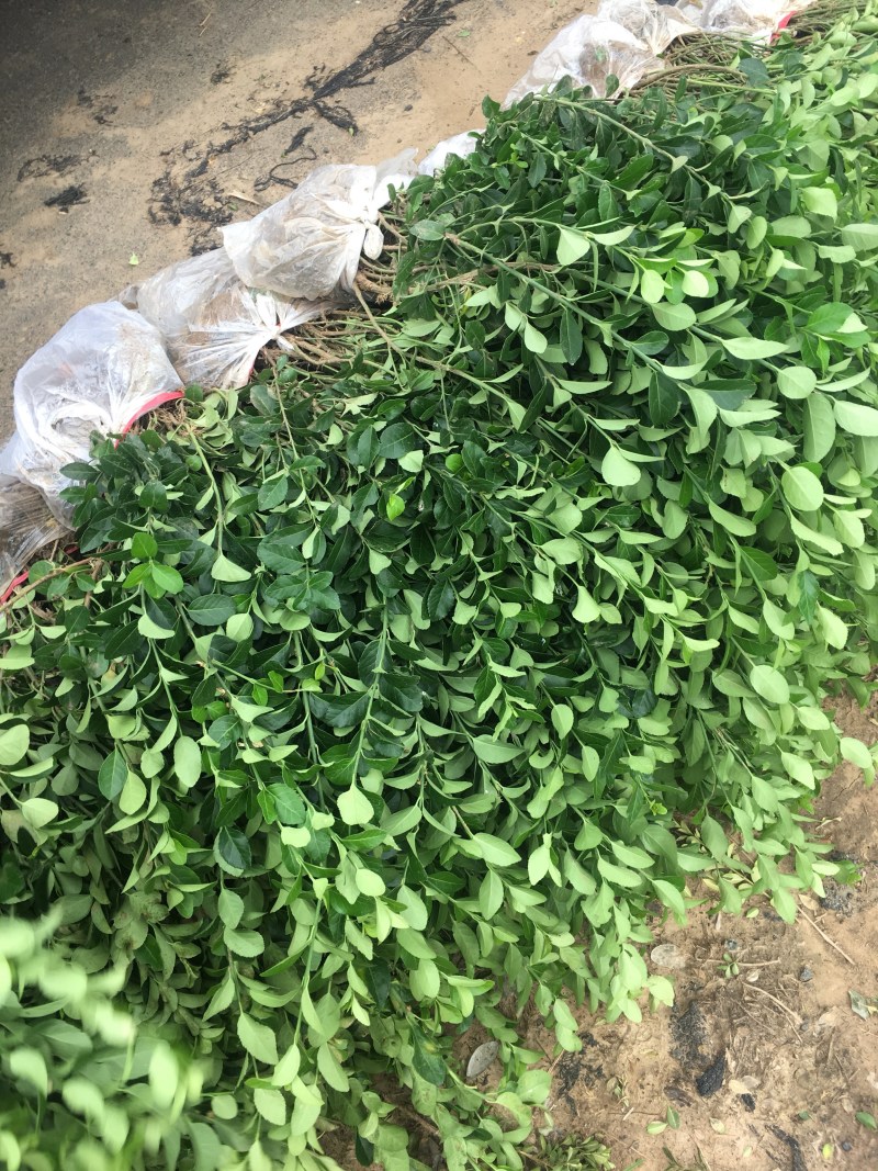 江苏优质卫矛卫矛苗卫矛球苗圃基地直发现挖现卖可视频看货