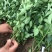 江苏优质卫矛卫矛苗卫矛球苗圃基地直发现挖现卖可视频看货