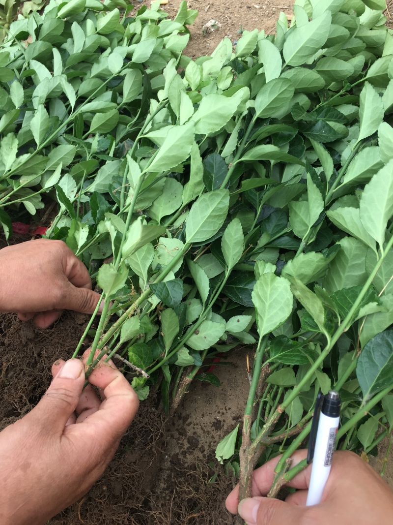 江苏优质卫矛卫矛苗卫矛球苗圃基地直发现挖现卖可视频看货