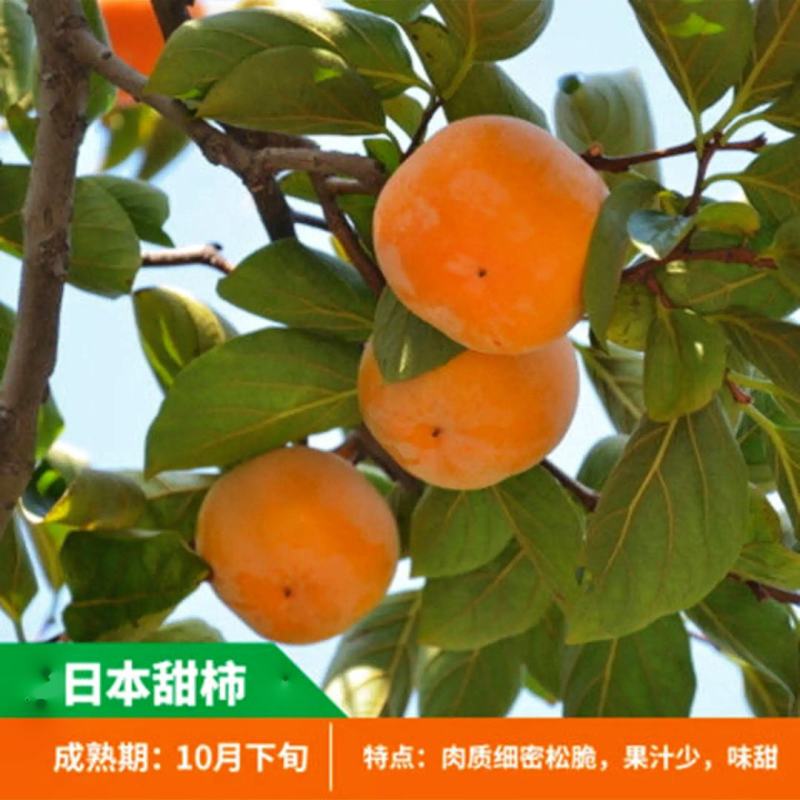 大秋柿子/太秋柿子糖度22%基地现挖现发可视频看货