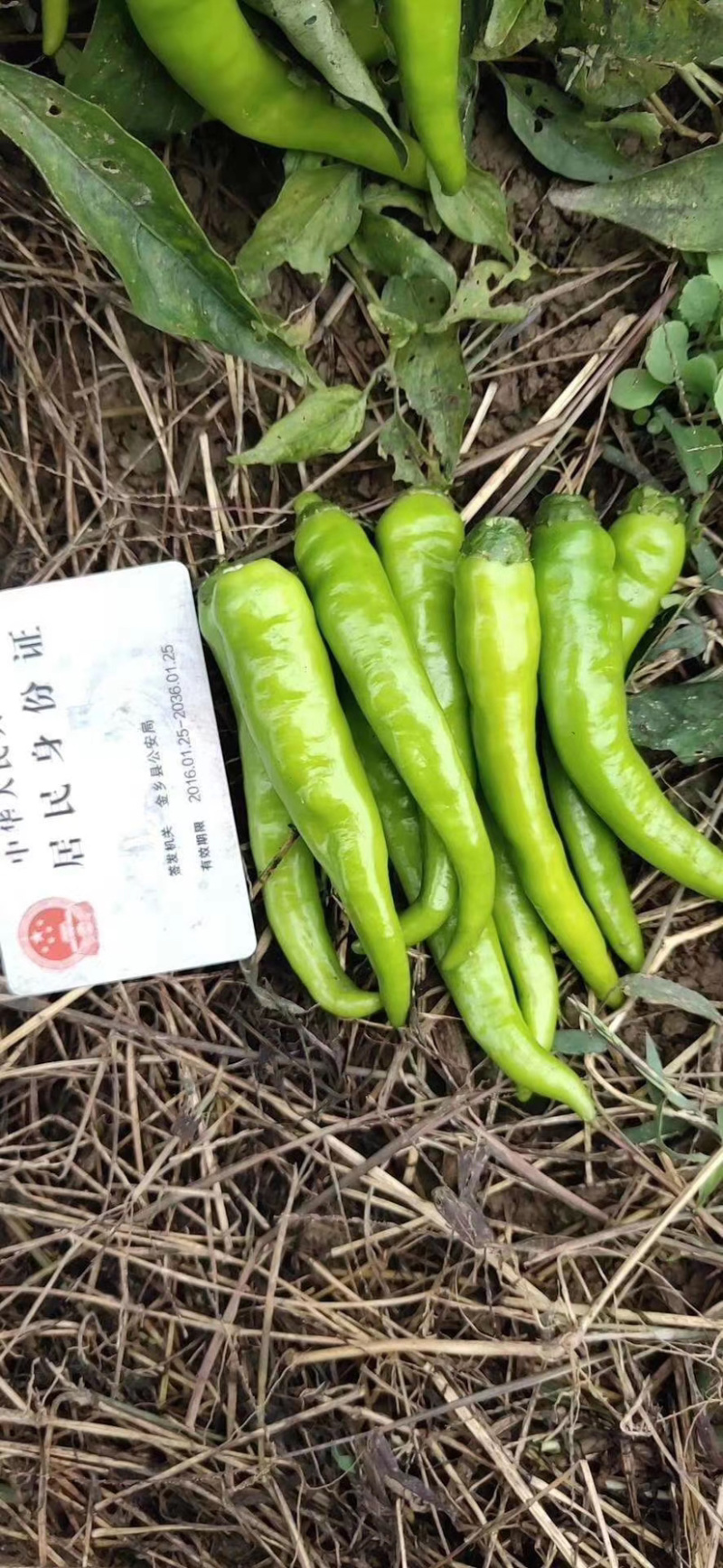 大量供应腌制青杭椒！去把戴帽!
