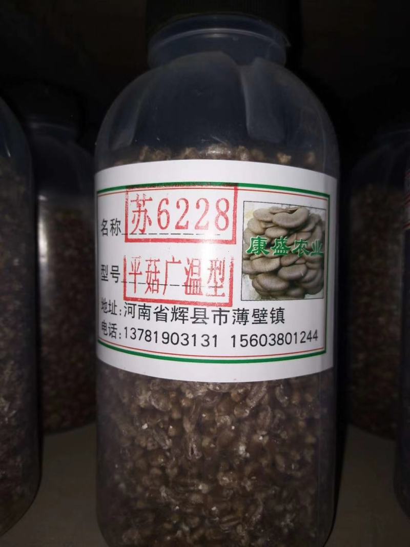平菇菌种销售高中低温品种灰黑色菇形美纯度高抗杂高
