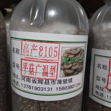 平菇菌种销售高中低温品种灰黑色菇形美纯度高抗杂高