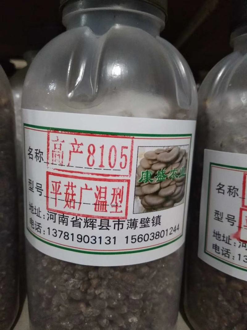 平菇菌种销售高中低温品种灰黑色菇形美纯度高抗杂高