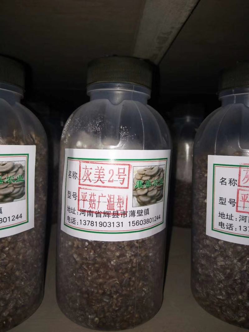平菇菌种销售高中低温品种灰黑色菇形美纯度高抗杂高