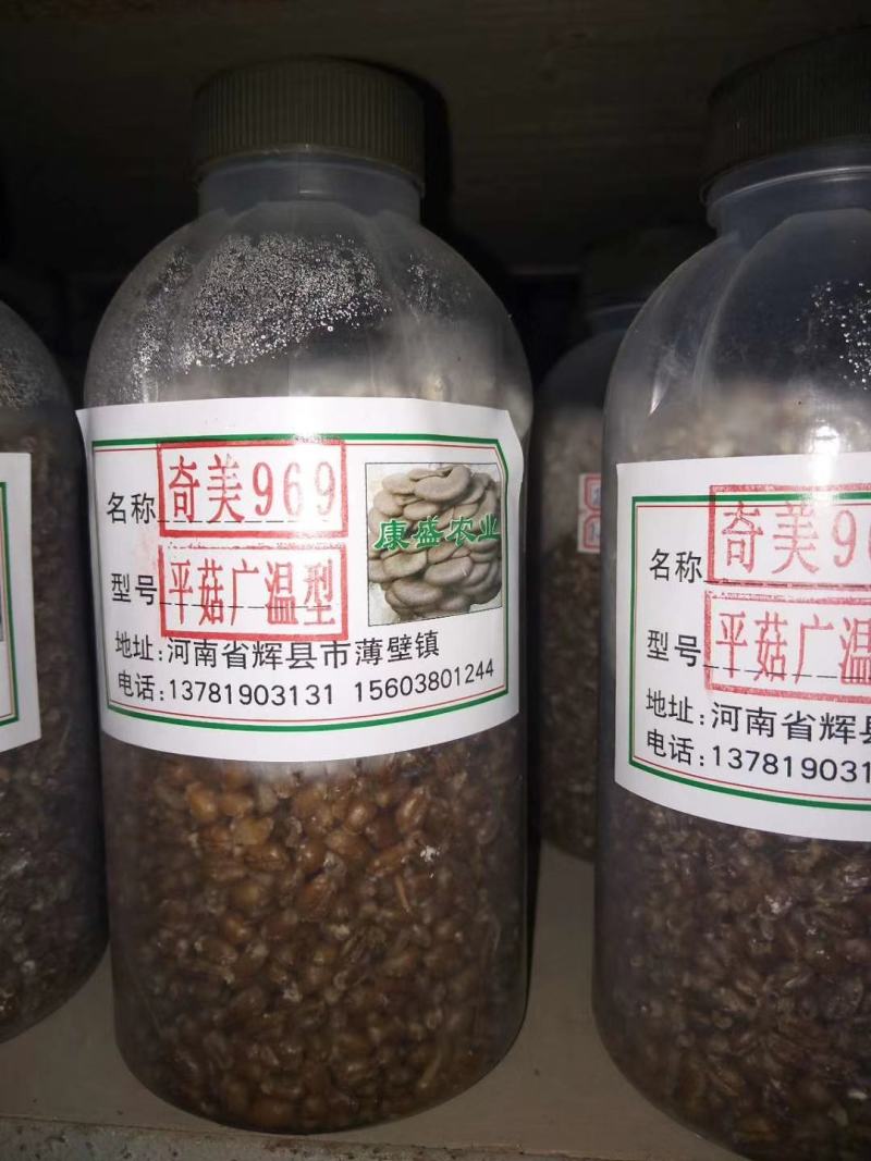 平菇菌种销售高中低温品种灰黑色菇形美纯度高抗杂高