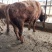 秦川牛400~500kg