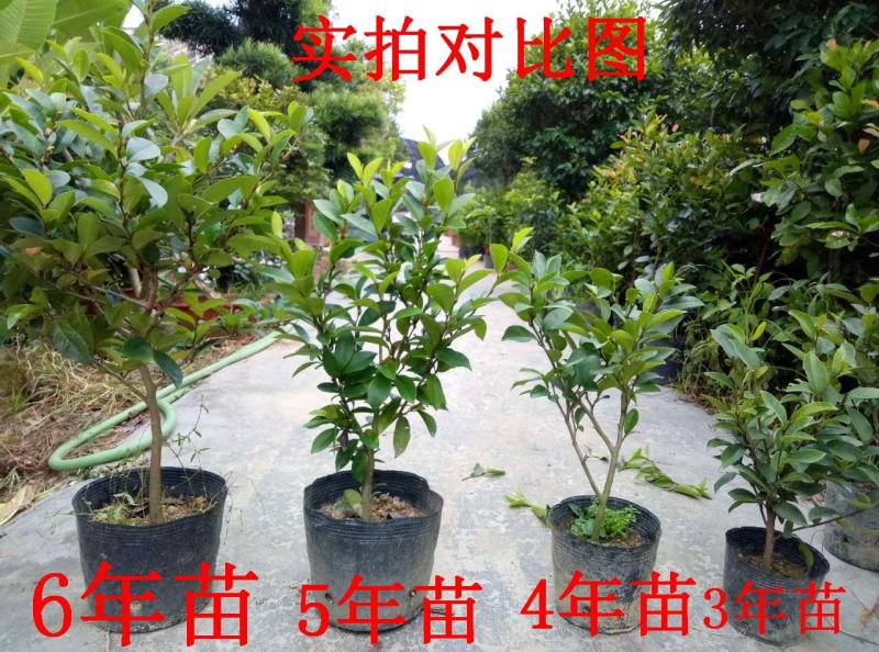 庭院植物含笑树苗耐寒花卉含笑花盆栽含笑苗四季开花带叶带花
