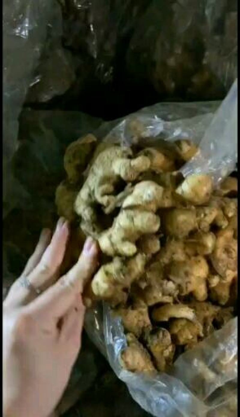 鲜姜产地直销窖存老姜小黄姜都有货看品质论价格