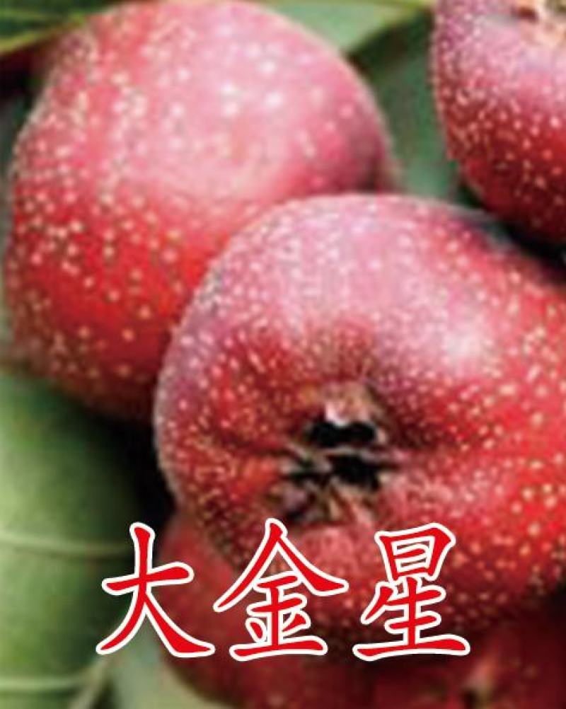 3公分山楂树，保成活，成活率95%以下，免费补苗
