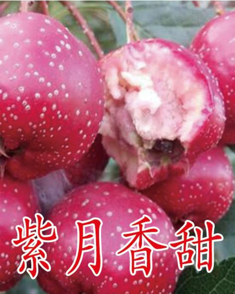 3公分山楂树，保成活，成活率95%以下，免费补苗