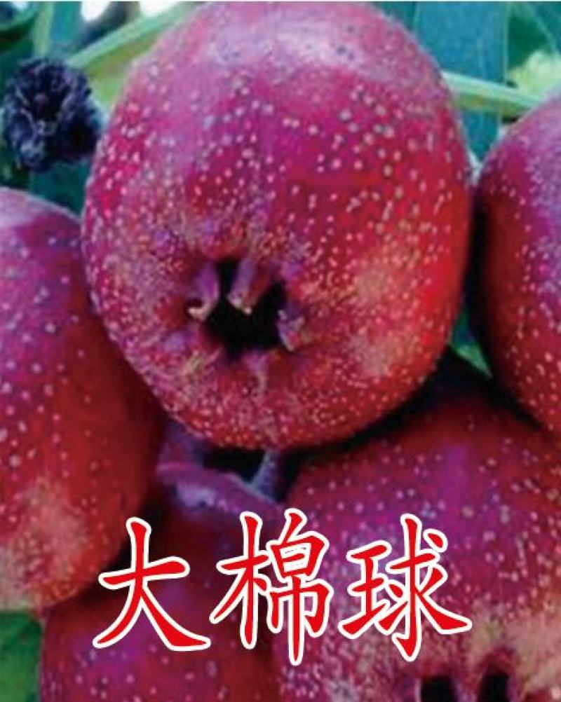 3公分山楂树，保成活，成活率95%以下，免费补苗