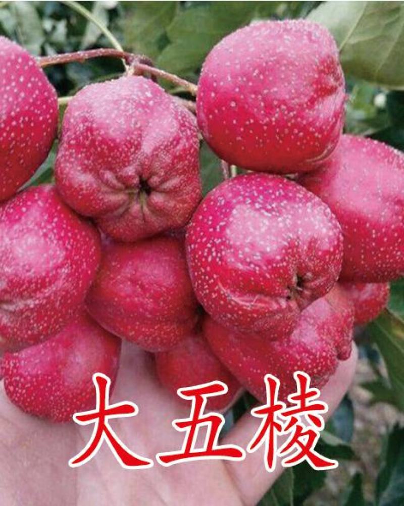 3公分山楂树，保成活，成活率95%以下，免费补苗