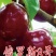 俄罗斯8号樱桃苗，黑珍珠樱桃苗，车厘子樱桃苗