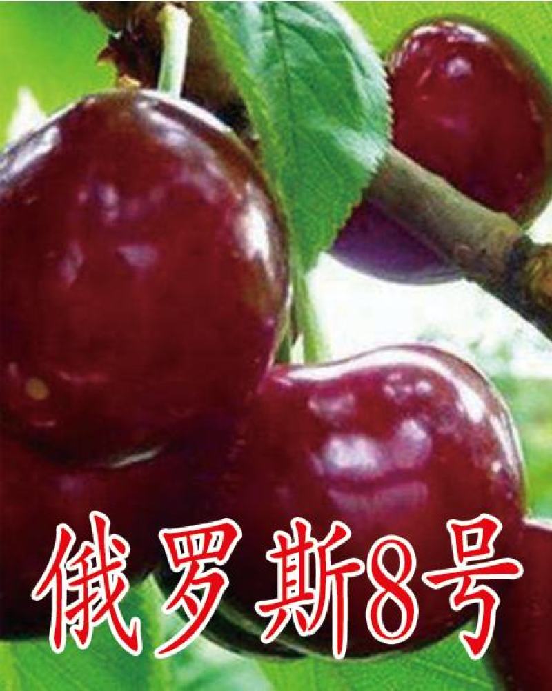 俄罗斯8号樱桃苗，黑珍珠樱桃苗，车厘子樱桃苗