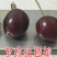 俄罗斯8号樱桃苗，黑珍珠樱桃苗，车厘子樱桃苗