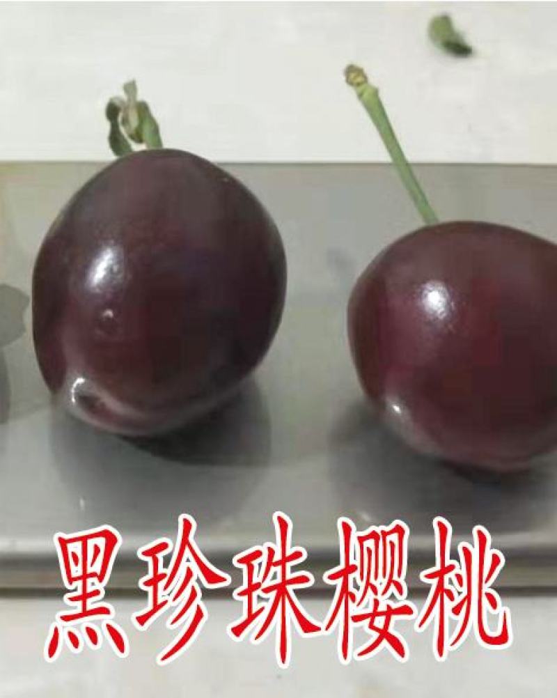 俄罗斯8号樱桃苗，黑珍珠樱桃苗，车厘子樱桃苗