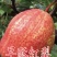 玉露香梨苗，保品种，保质量，保成活，技术跟踪，一棵也批发