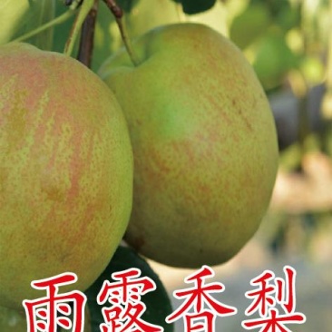 玉露香梨苗，保品种，保质量，保成活，技术跟踪，一棵也批发