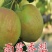 玉露香梨苗，保品种，保质量，保成活，技术跟踪，一棵也批发