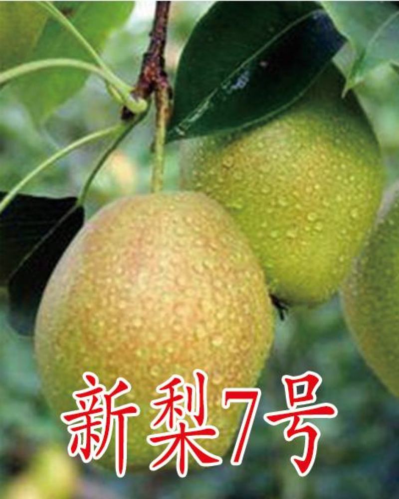 玉露香梨苗，保品种，保质量，保成活，技术跟踪，一棵也批发