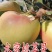 矮化苹果苗，红肉苹果苗，一棵也是批发价，宫崎短枝苹果苗