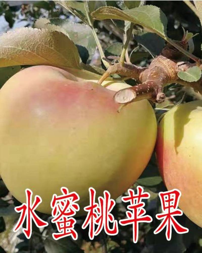 矮化苹果苗，红肉苹果苗，一棵也是批发价，宫崎短枝苹果苗
