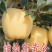 矮化苹果苗，红肉苹果苗，一棵也是批发价，宫崎短枝苹果苗