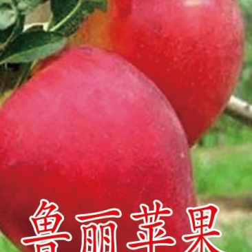 矮化苹果苗，红肉苹果苗，一棵也是批发价，宫崎短枝苹果苗