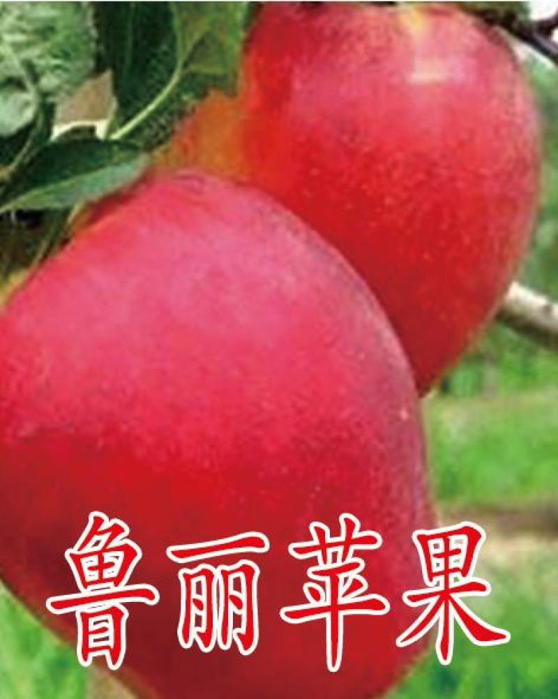 矮化苹果苗，红肉苹果苗，一棵也是批发价，宫崎短枝苹果苗