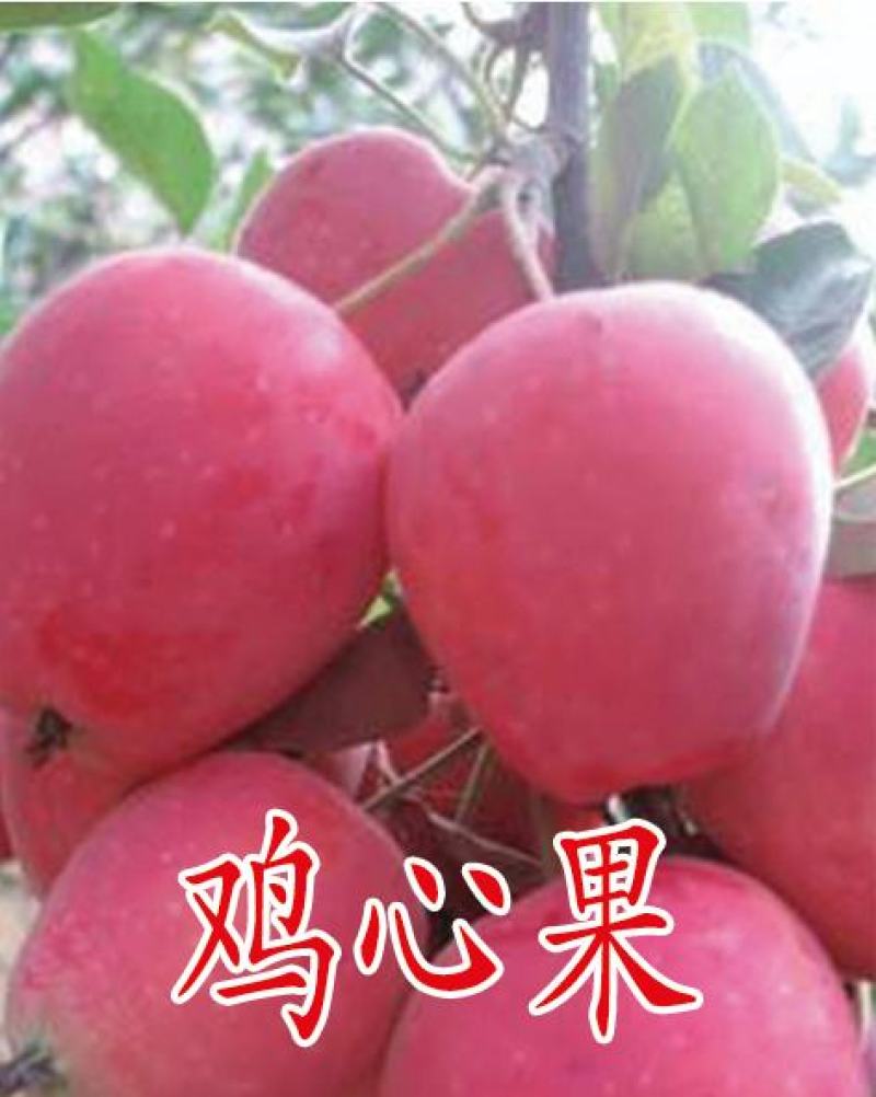 矮化苹果苗，红肉苹果苗，一棵也是批发价，宫崎短枝苹果苗