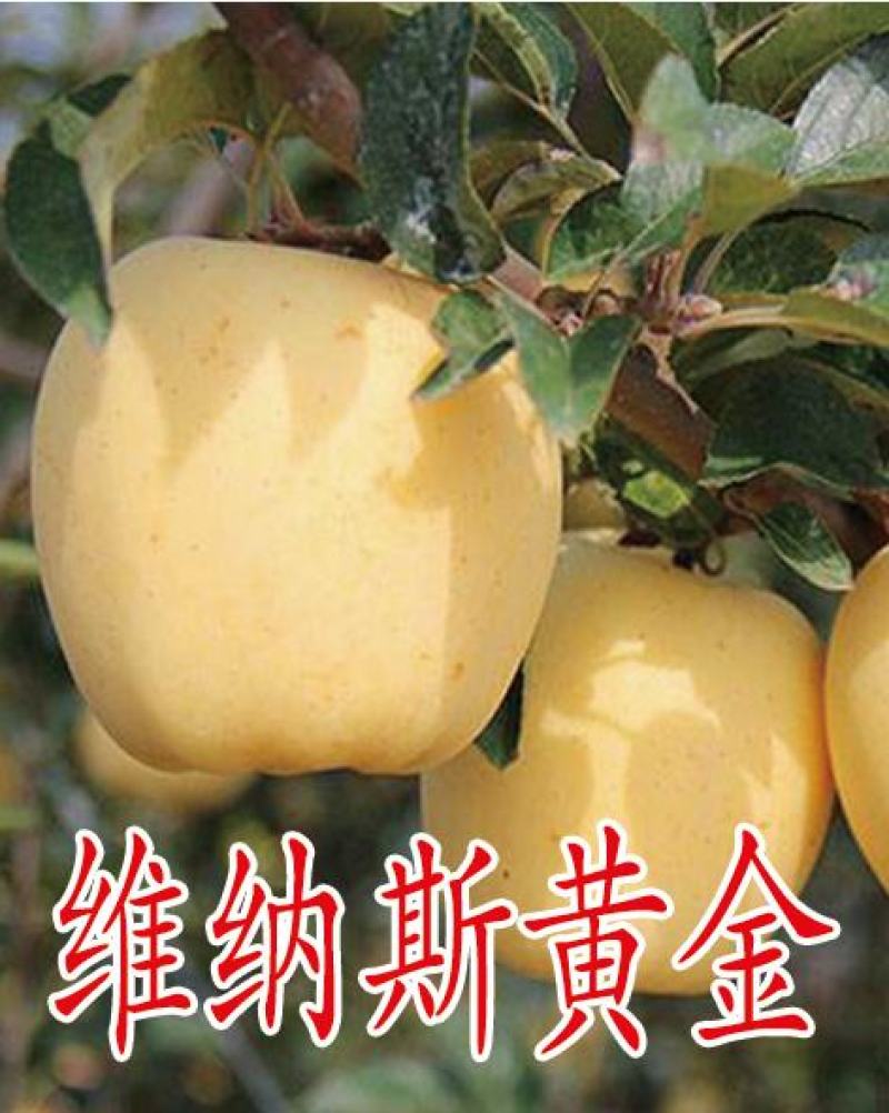 维纳斯黄金苹果苗，保品种，包技术，保成活，一棵也批发
