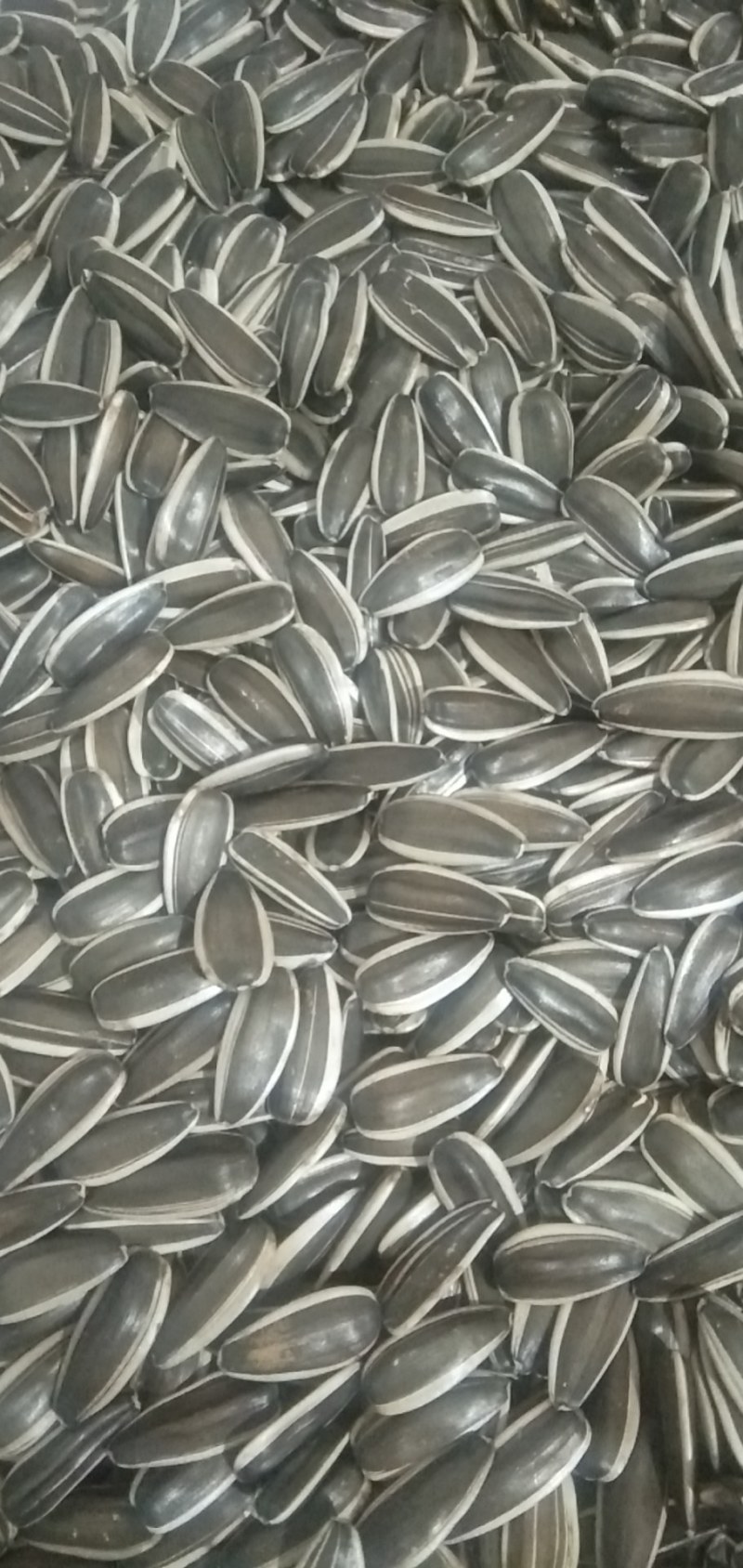 巴盟大瓜籽，有需要的来信息，