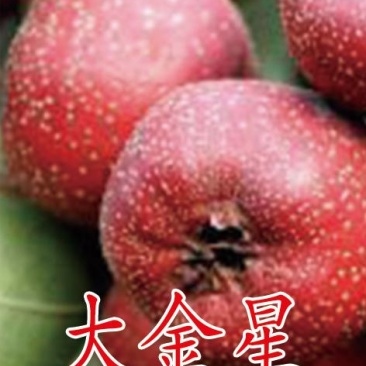 2公分山楂苗，3公分山楂苗，4公分山楂苗