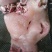 国产纯干精品熟牛头肉国产纯干熟牛头肉国产纯干熟牛头肉