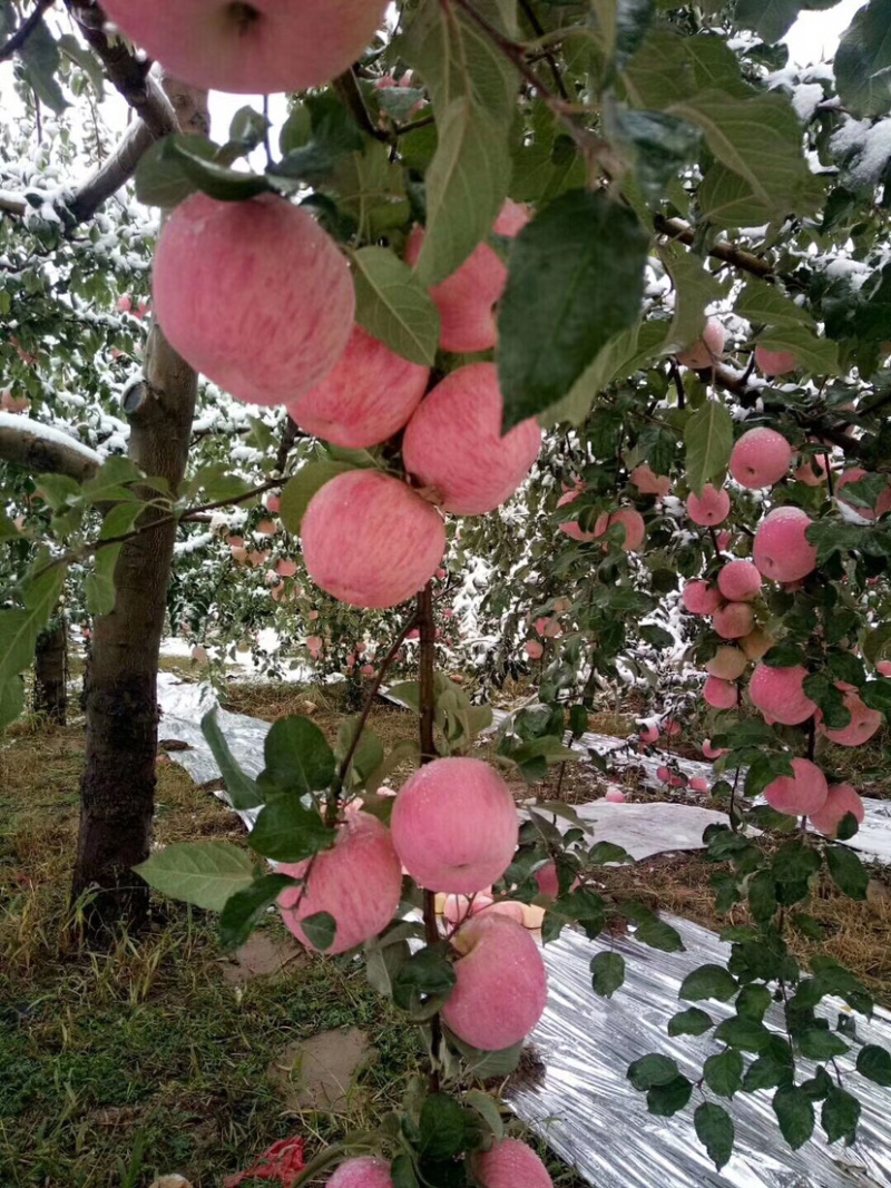 宁夏中卫富硒苹果货源充足