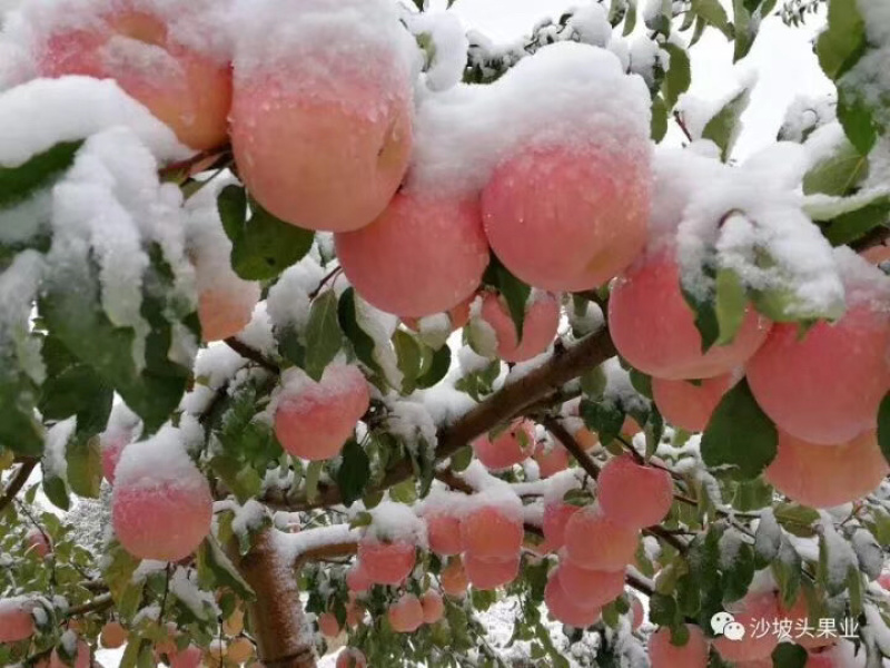 宁夏中卫富硒苹果货源充足