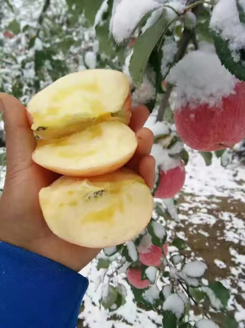宁夏中卫富硒苹果货源充足