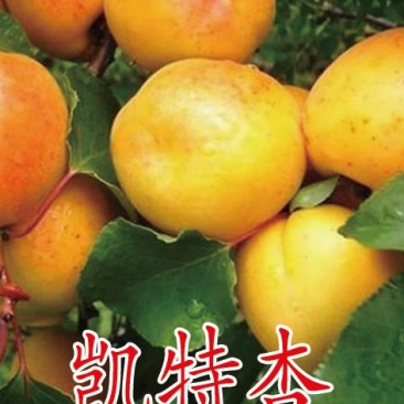 2公分杏树苗。3公分杏树苗，4公分杏树苗