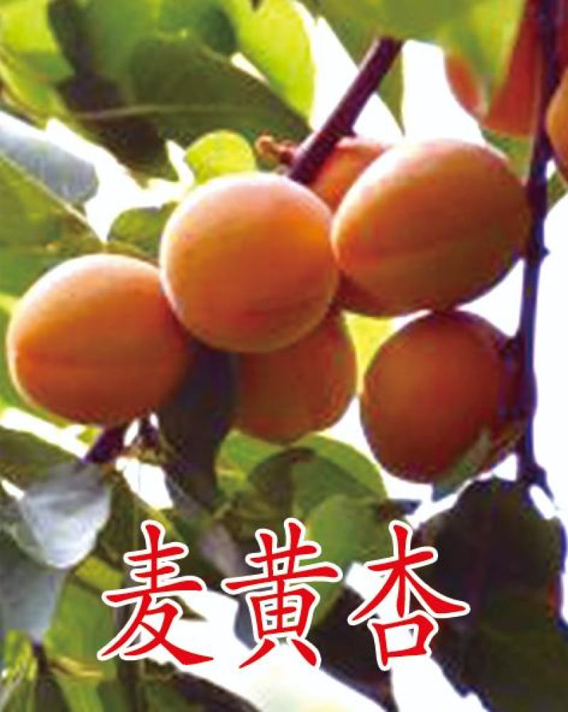 2公分杏树苗。3公分杏树苗，4公分杏树苗