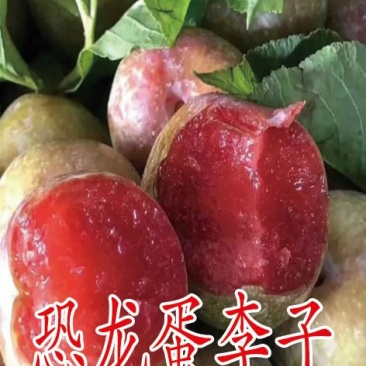 2公分李子苗，3公分李子苗，4公分李子苗