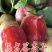 2公分李子苗，3公分李子苗，4公分李子苗