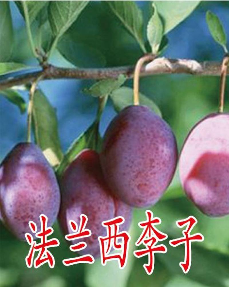 2公分李子苗，3公分李子苗，4公分李子苗