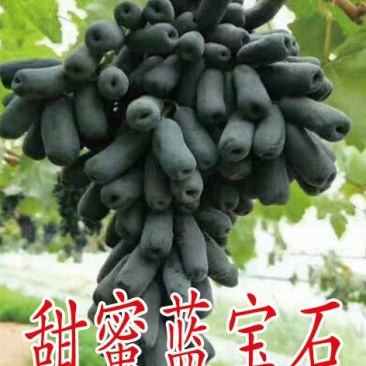2公分葡萄苗，3公分葡萄苗，4公分葡萄苗